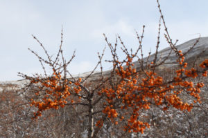 サジーが実っている写真